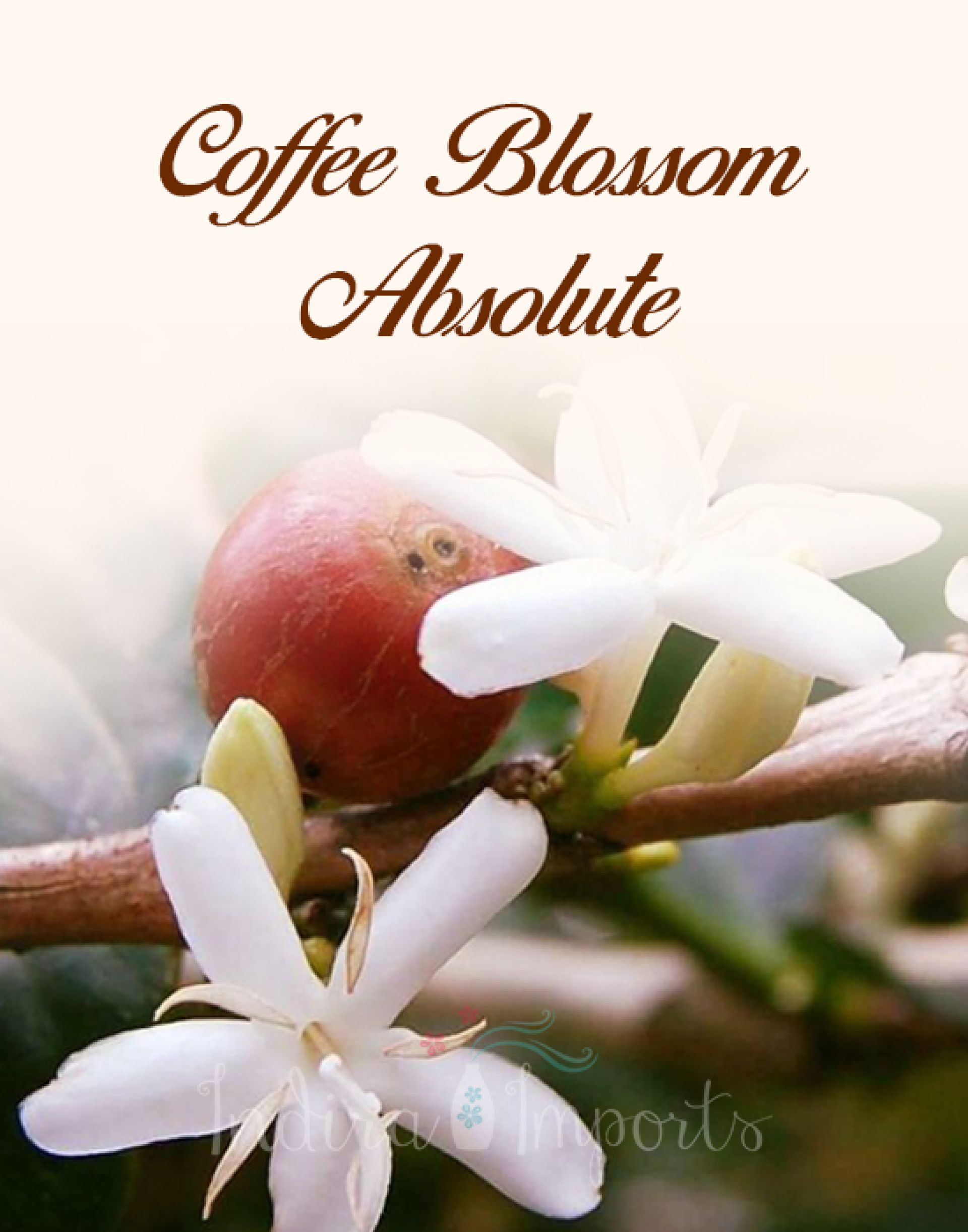 Coffee Blossom Absolute