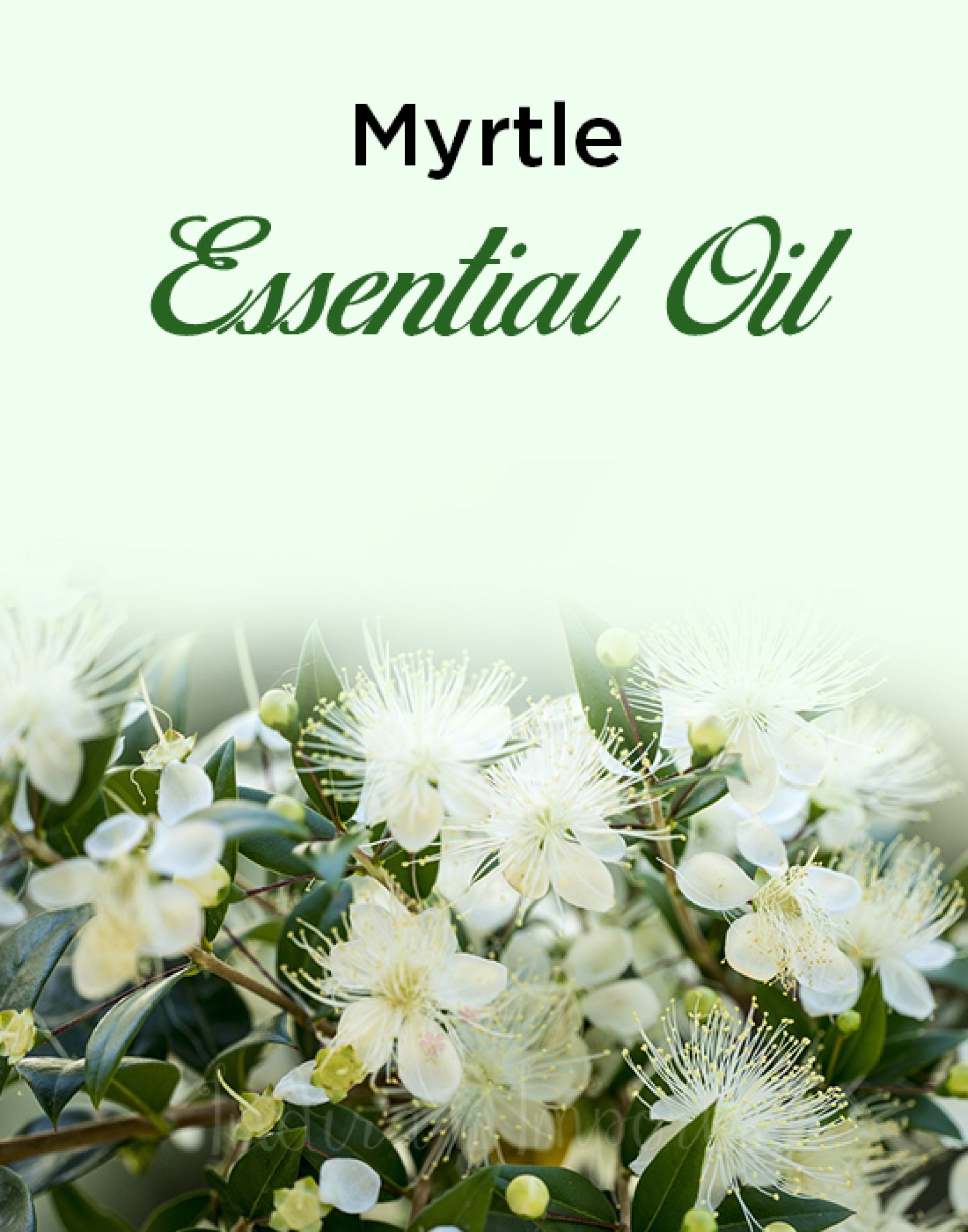 Myrtle Essential Oil
