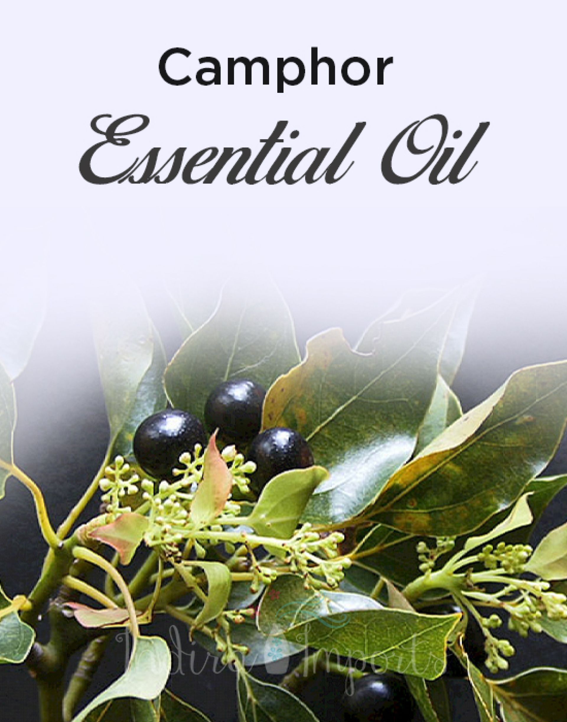 Camphor Essential Oil