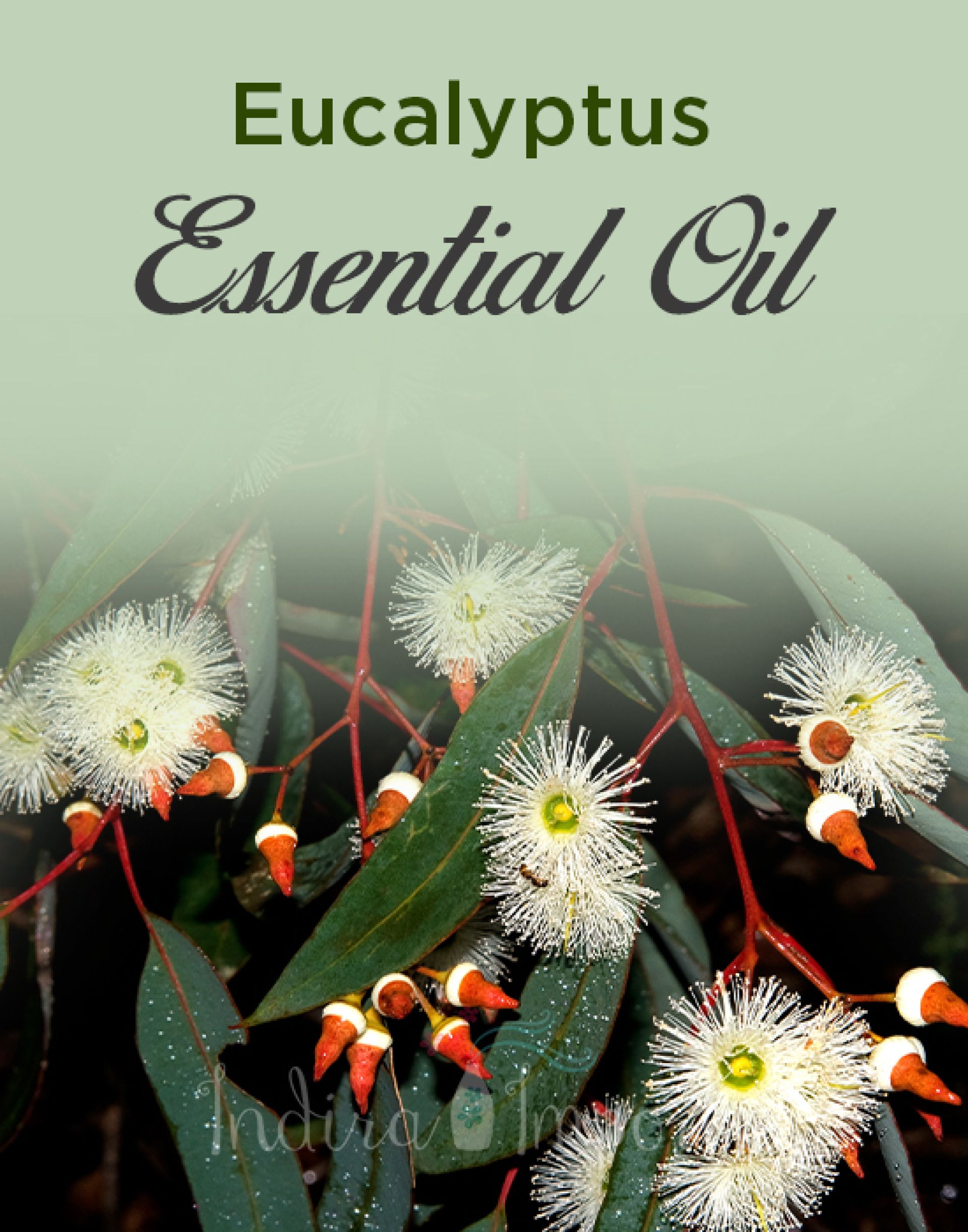 Eucalyptus Essential Oil