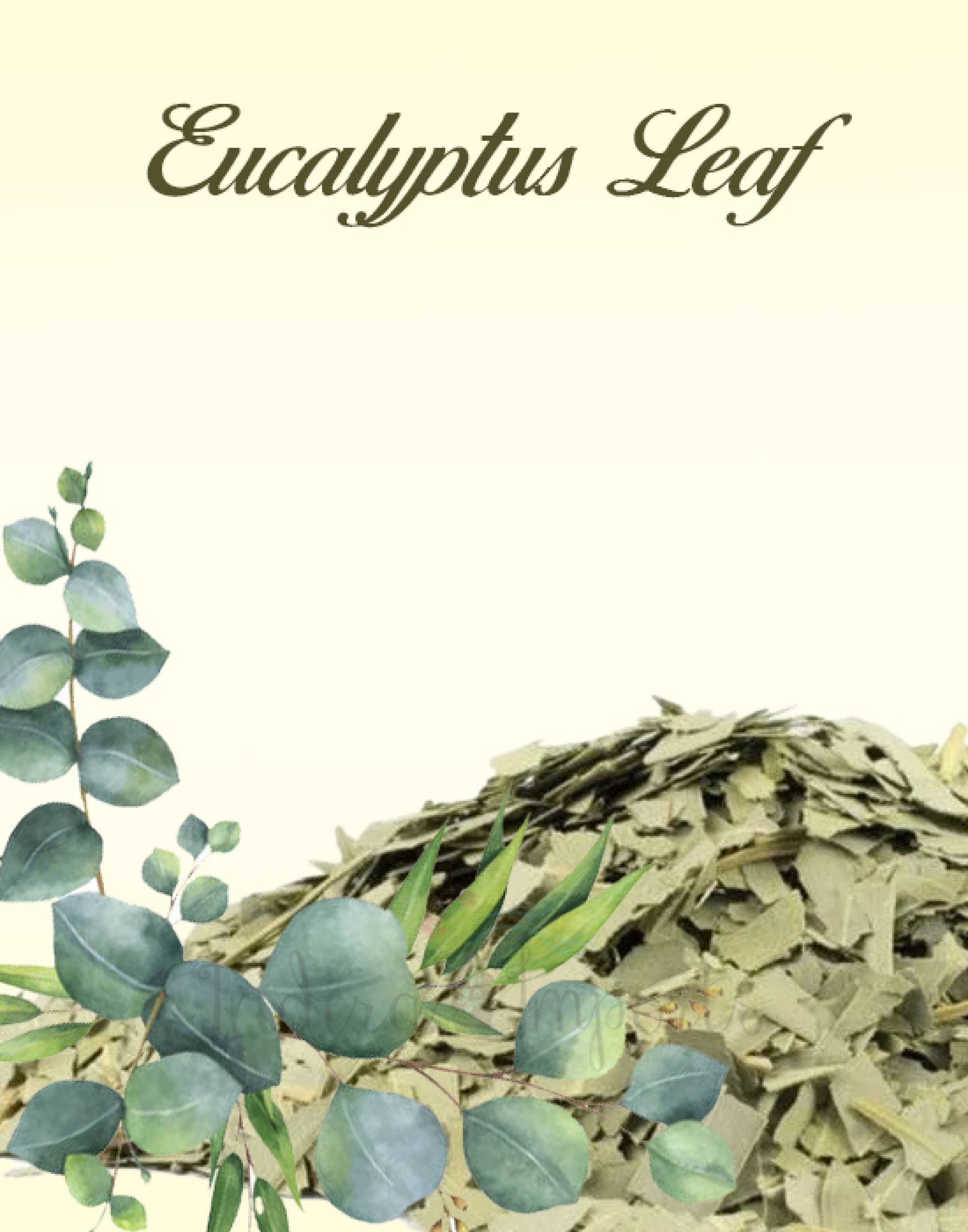 Eucalyptus Leaf