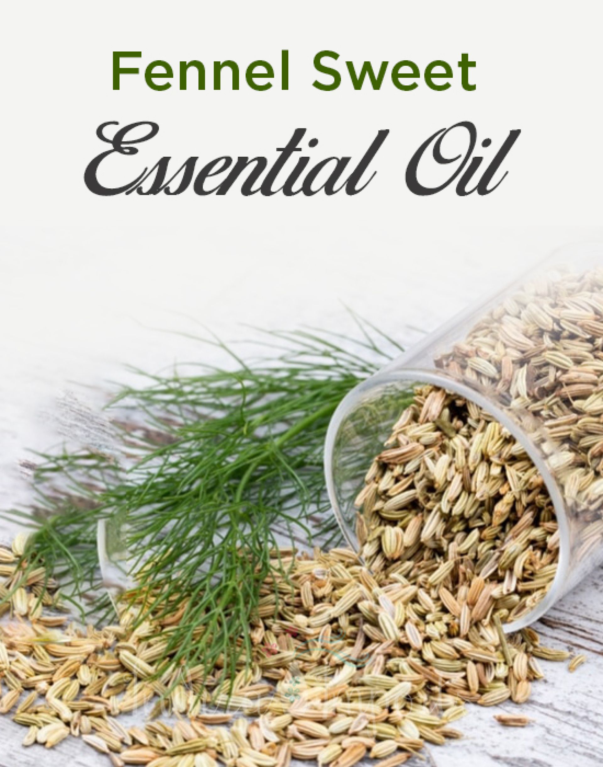 Fennel Sweet Essential Oil