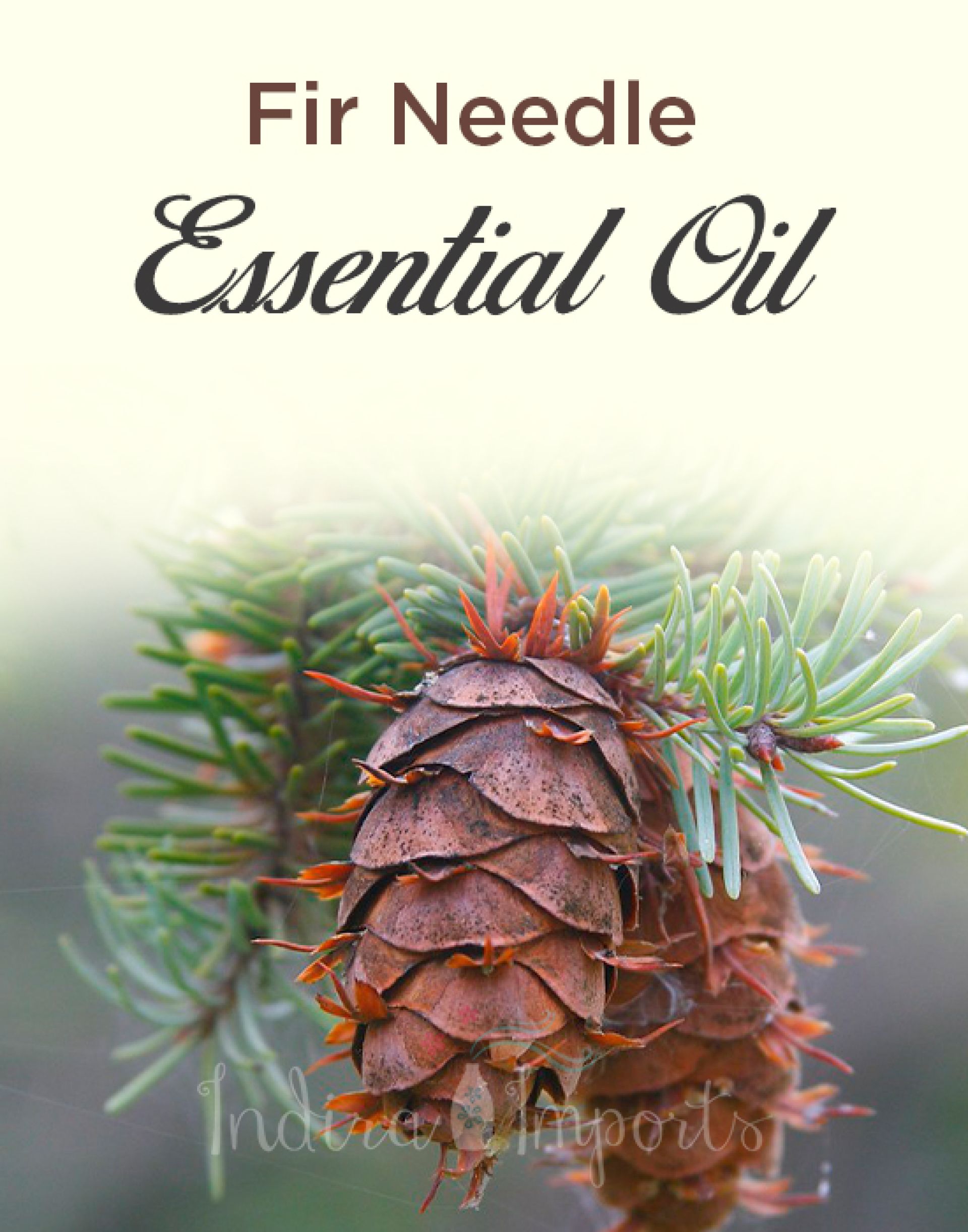 Fir Needle Essential Oil