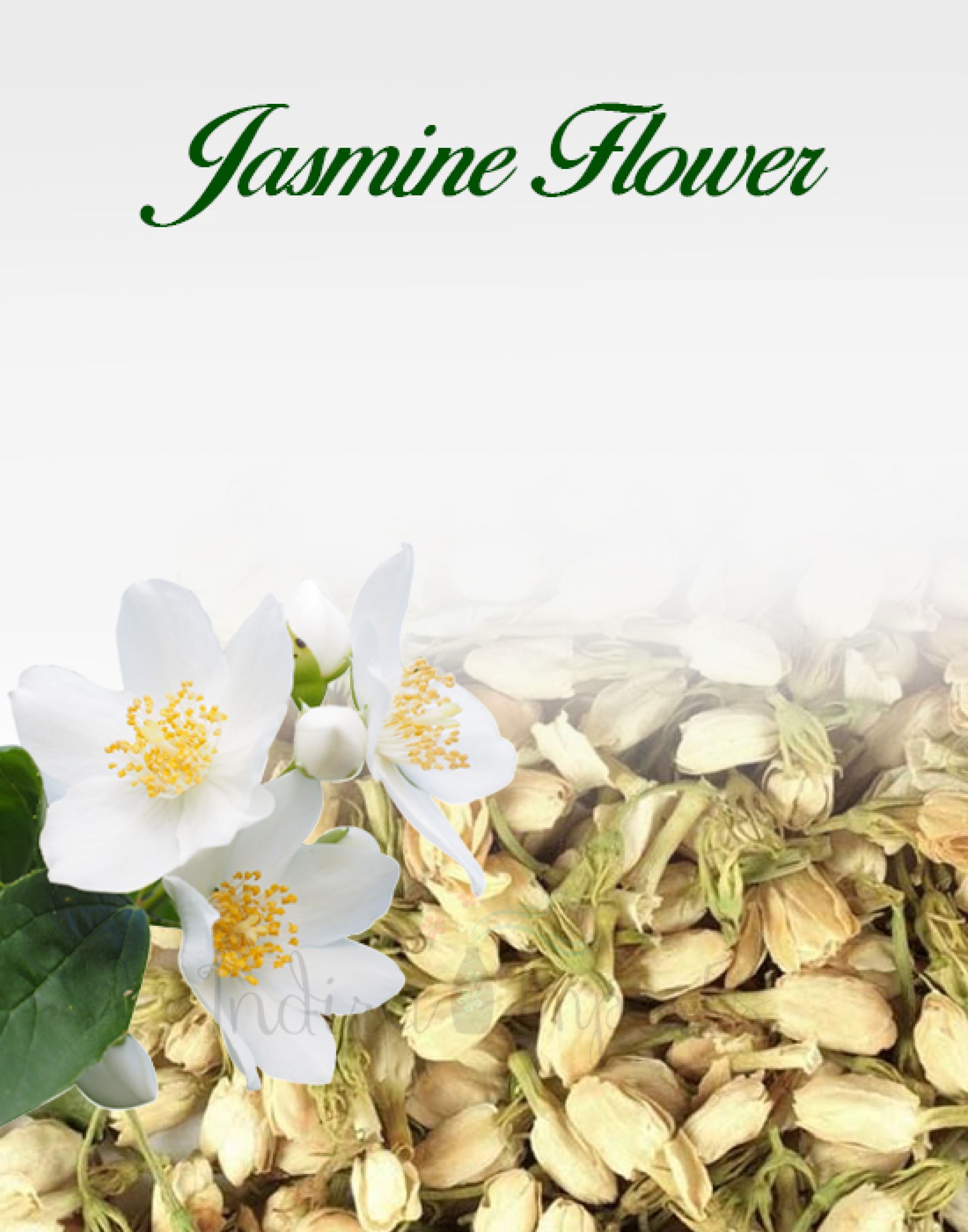 Jasmine Flower