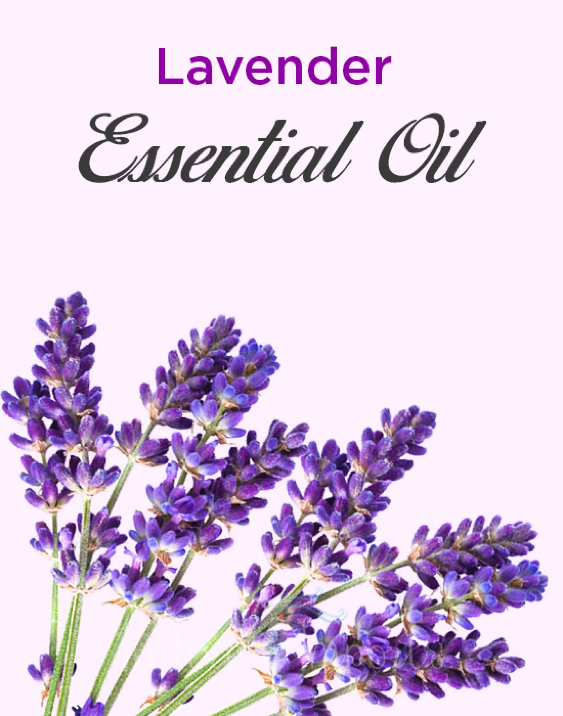 Lavender Essential Oil