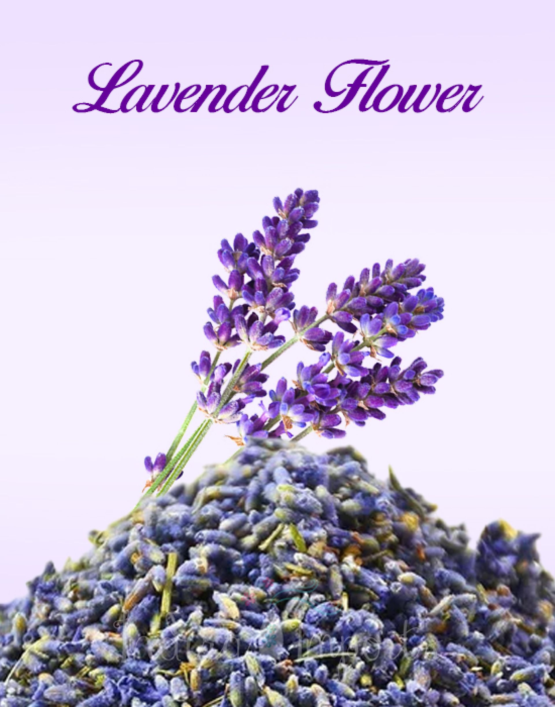 Lavender Flower