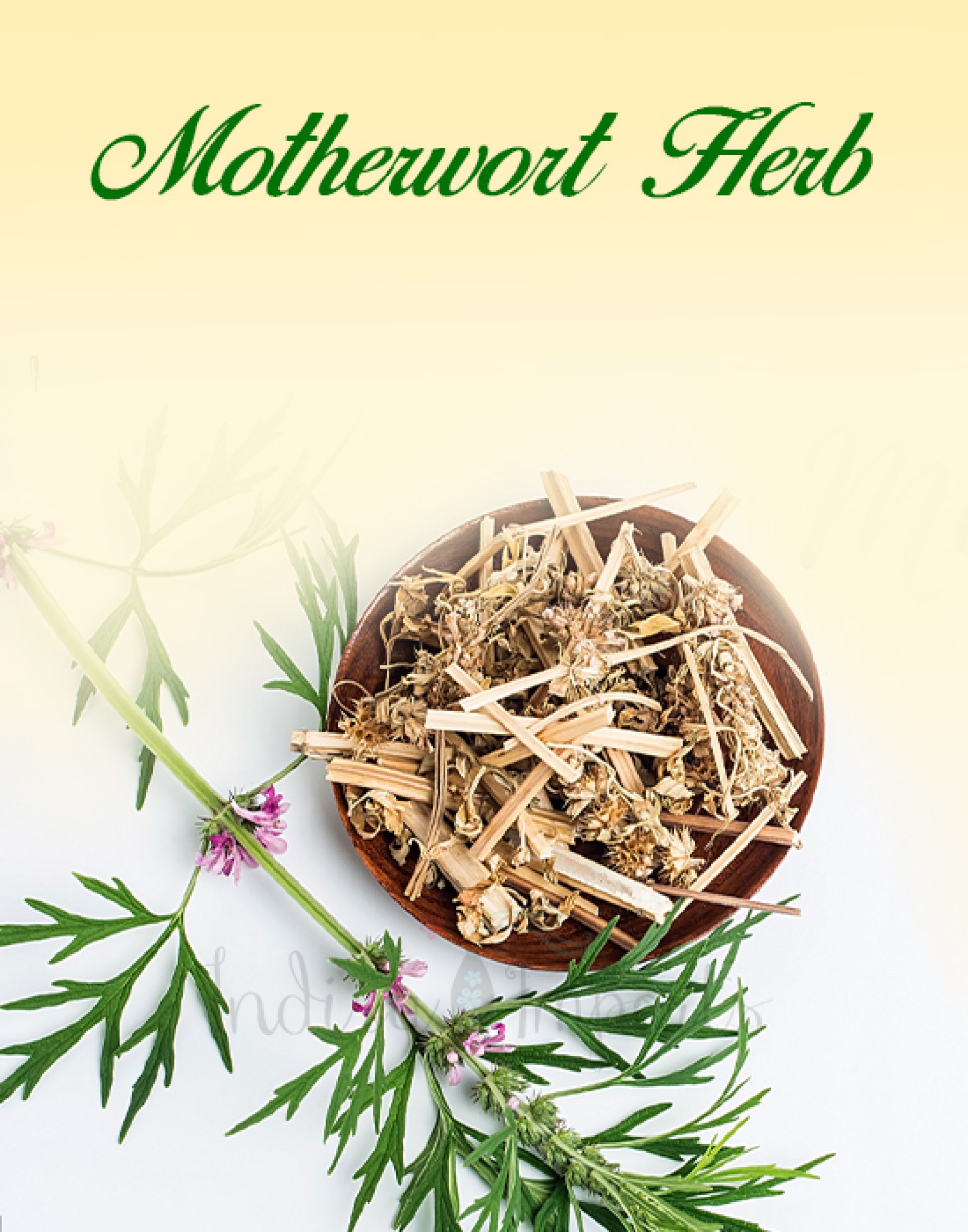 Motherwort Herb