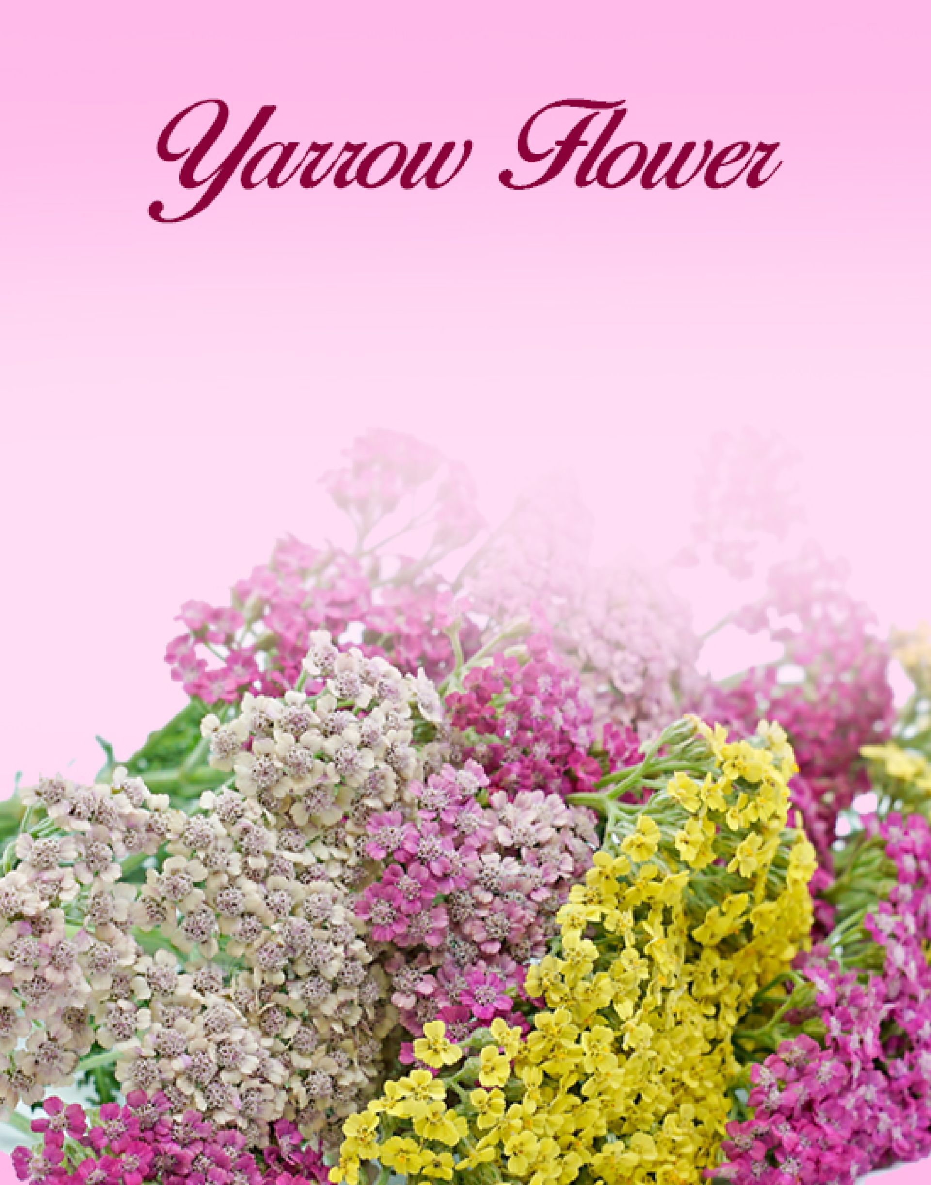Yarrow Flower